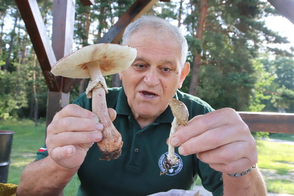Pozor na záměnu. Mykolog Václav Koplík (75) z Ratíškovic ukazuje houby, které si lidé nejčastěji pletou. Vlevo je Muchomůrka růžovka (masák), vpravo smrtelně jedovatá Muchomůrka tygrovaná.