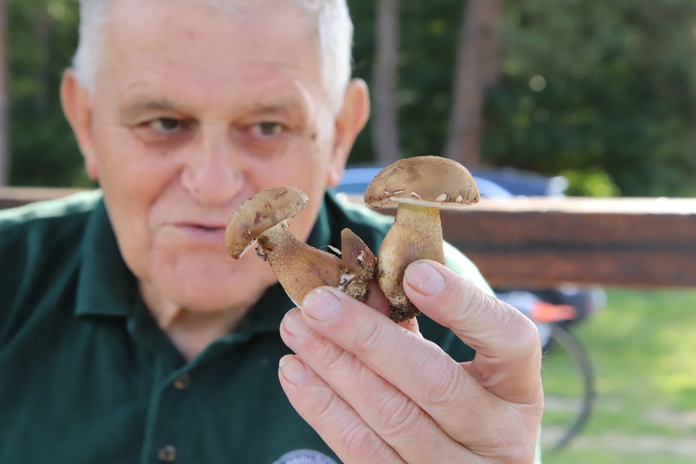 Mykolog Václav Koplík (75) z Ratíškovic upozorňuje na Hřib žlučník. Jedna taková houba vám kompletně zničí celou smaženici. Není jedovatá, ale hodně hořká.