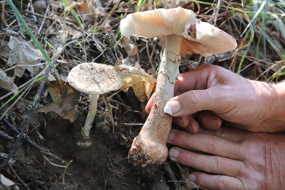 Vlevo je smrtelně jedovatá Muchomůrka tygrovaná, vpravo Muchomůrka růžovka (masák). Tyto houby se často pletou. Jedovatá houba se dá snadno poznat podle tzv. horské ponožky, nebo zbytek &#34;vajíčka&#34;.