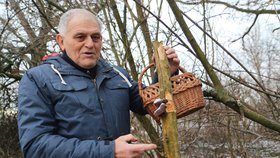 Mykolog Václav Koplík (72) z Ratíškovic našel 30. prosince 2017 na bezu Jidášovo ucho.