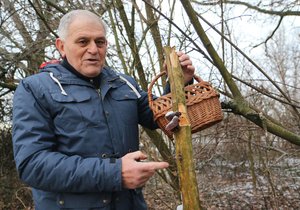 Mykolog Václav Koplík (72) z Ratíškovic našel 30. prosince 2017 na bezu Jidášovo ucho.