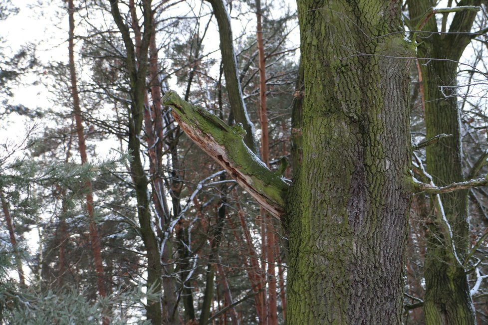 Strážce lesa v Ratíškovicích. Větev jednoho stromu připomíná hlavu draka.