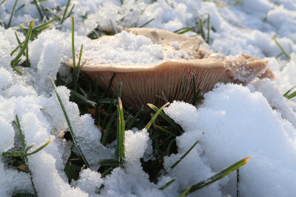 Čirůvka dvoubarvá je podle mykologa Václava Koplíka (72) jedlá pouze za předpokladu, že neprošla mrazem.