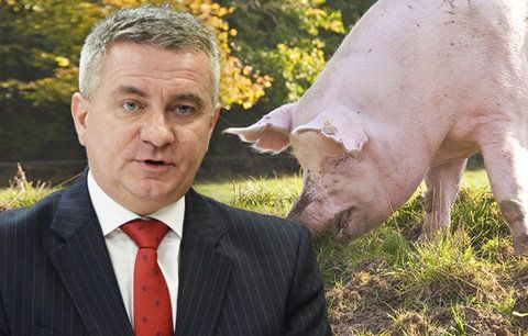 Mynářova zabijačka je dle policie přestupek. Exšvagr Zeman zmínil „papalášské“ manýry