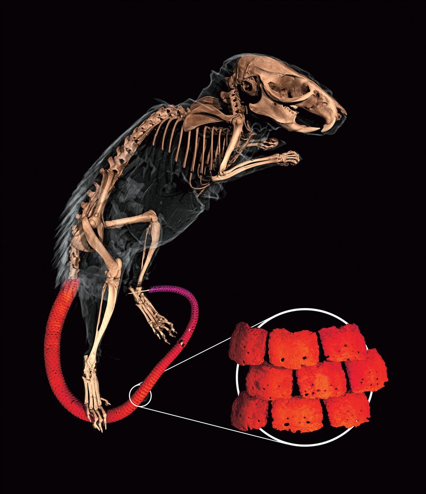 Detail uspořádání osteodermů na ocásku myš bodlinaté