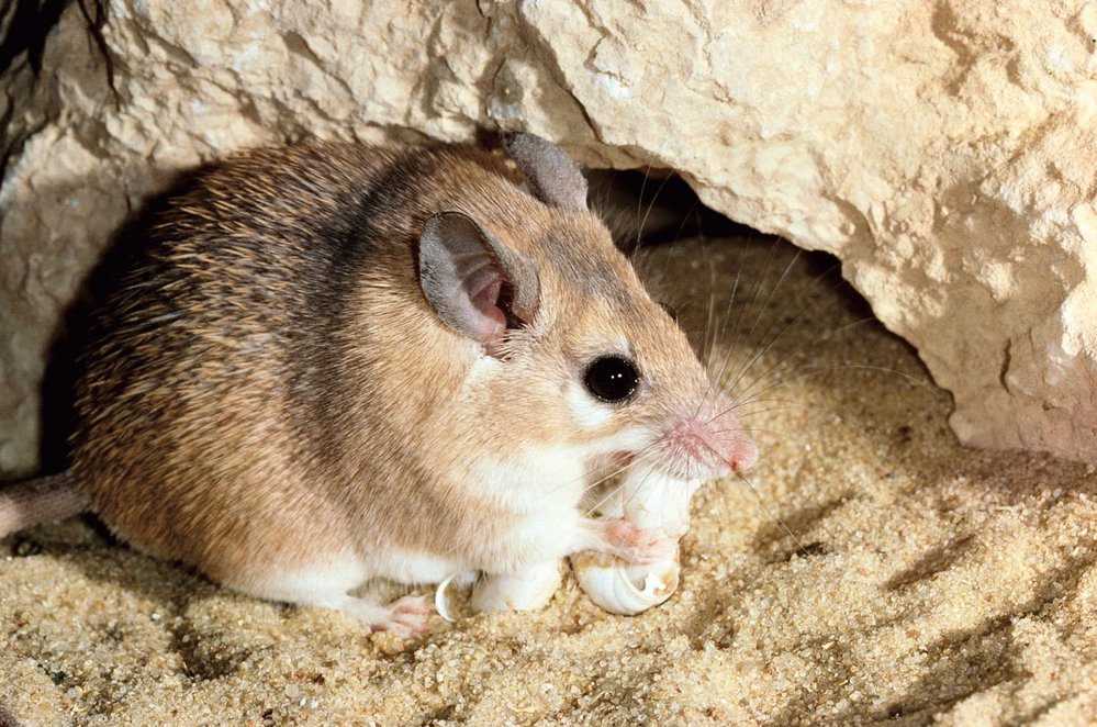 Myš bodlinatá je známá také pod jménem bodlinatka egyptská
