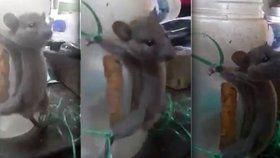 Ohavné video: Muž si natáčel, jak mučí myš, která mu kradla jídlo.