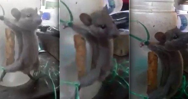 Brutální mučení myši rozhořčilo svět. Po krádeži jídla zažila středověk