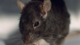 Česko zamořené myším trusem: Při nákupu je třeba opatrnost
