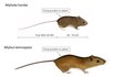Rozdíly mezi myšivkou a myšicí jsou patrné. 