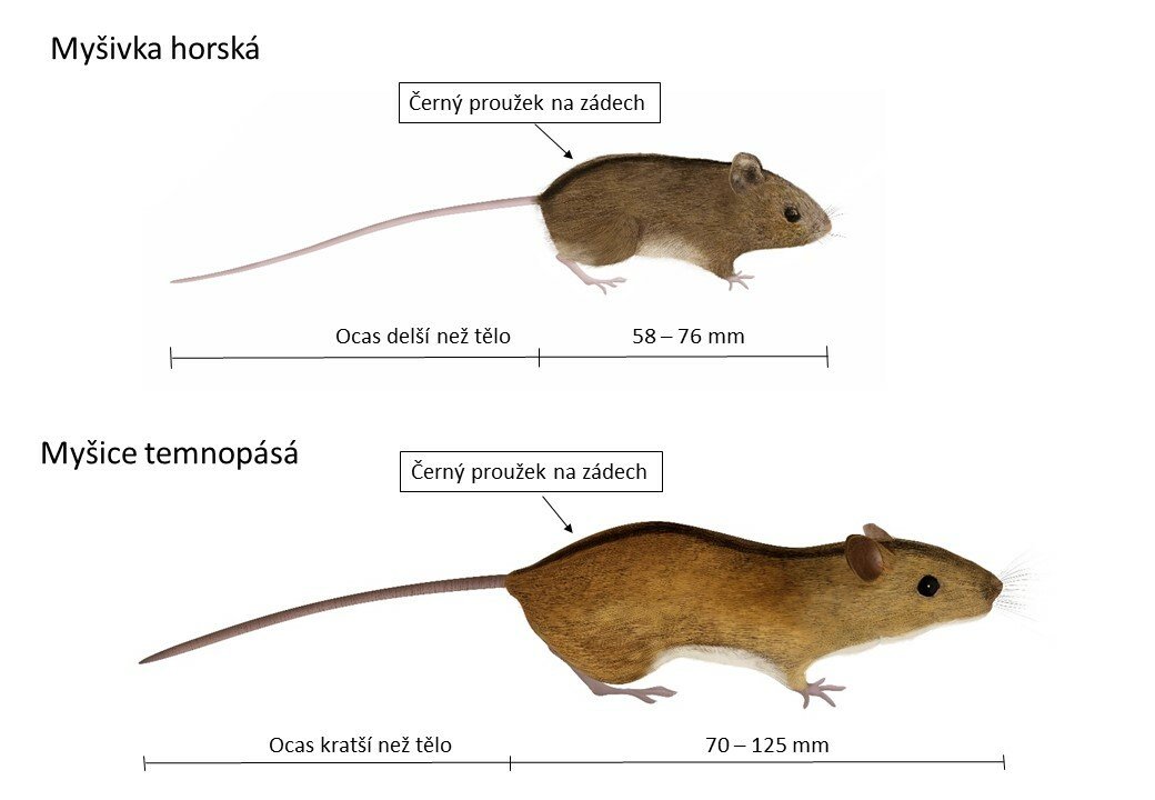 Rozdíly mezi myšivkou a myšicí jsou patrné. 