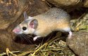 Myší rodu Acomys dnes vědci rozlišují přes 20 druhů, na fotce je myš sinajská (Acomys dimidiatus)