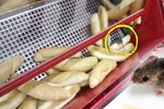 Na internetu se objevilo video ze supermarketu, kde v zásobníku na rohlíky řádila myš.