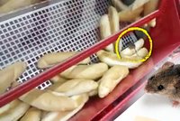 Šokující video: Mezi rohlíky v supermarketu dovádí myš!