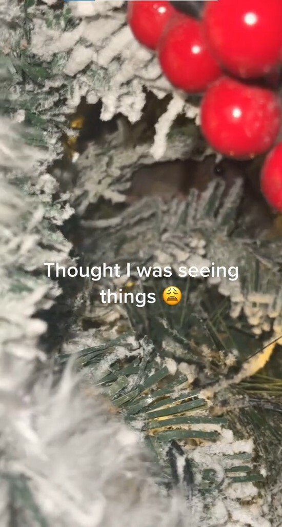 Britka našla při zdobení vánočního stromku nečekanou návštěvu.