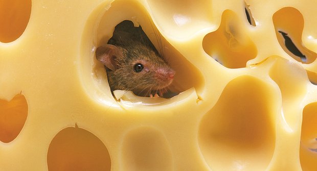 Vynalézavé myši: Doma u lidí jim roste inteligence