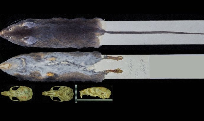 Jediný vzácný exemplář nově objeveného rodu a druhu Chingawaemys rarus.
