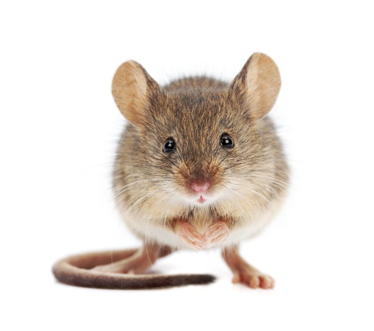 Myši jsou skvělí atleti: Umí rychle běhat, skákat do výšky i dálky, šplhat po kolmých stěnách a výborně plavou