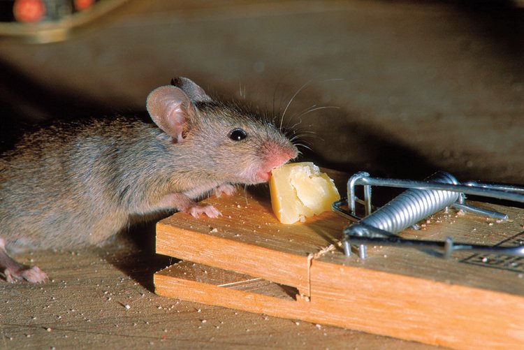 Způsobů, jak se zbavit myší v domácnosti, lidé vymysleli spoustu - od sklapovacích pastí až po pachové či pískací odpuzovače