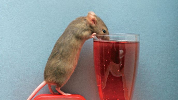 Myši zbavené střevních bakterií byly mnohem „ODVÁŽNĚJŠÍ“ než jejich družky