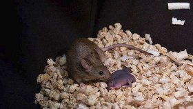 Takto vypadají myši, které mají dvě matky a žádného otce