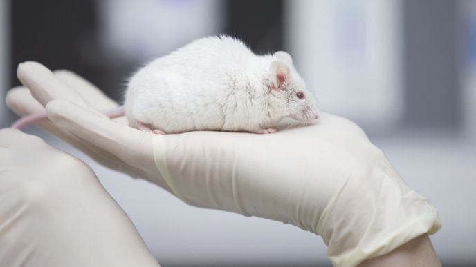 Vědci zbavili myši hluchoty pomocí genové terapie