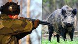 Divočáci na talíři po celý rok: Myslivci mohou prasata lovit bez omezení