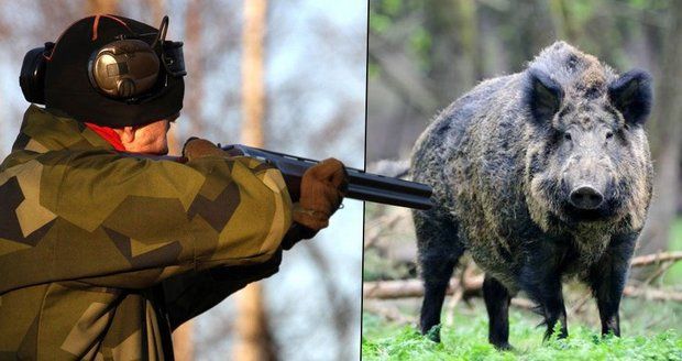 Divoká prasata zase děsí Prahu! Půjdou na ně „cizí“ lovci…