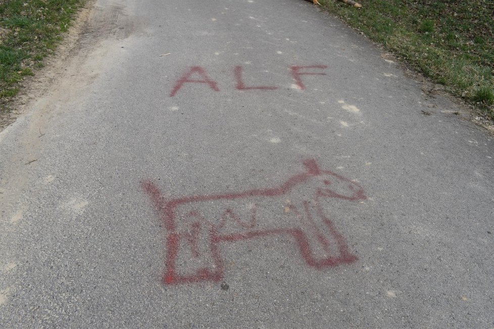 Posed v Darkovicích, ze kterého myslivec zastřelil border kolii Dixie (†10) někdo podřezal.