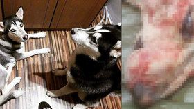 Uprchlé psy jí chladnokrevně zastřelil myslivec: Husky nechal umírat v bolestech.