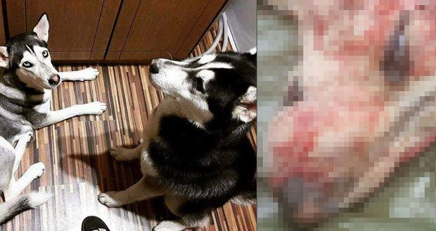 Uprchlé psy jí chladnokrevně zastřelil myslivec: Husky nechal umírat v bolestech