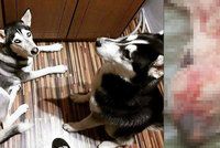 Myslivec husky chladnokrevně zastřelil, polomrtvou fenku vláčel za autem: Přestupek, tvrdí policie