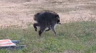 Je to pták! Je to letadlo! Je to supermýval?! Příběh kompaktního mývala Jimothyho si získal srdce milionů Je to pták! Je to letadlo! Je to supermýval?! Příběh kompaktního mývala Jimothyho si získal srdce milionů