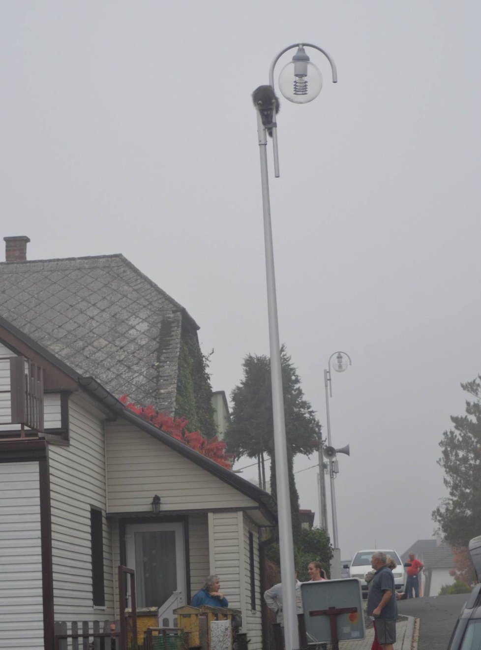 Mýval vylezl na pouliční lampu do výšky asi sedmi metrů.