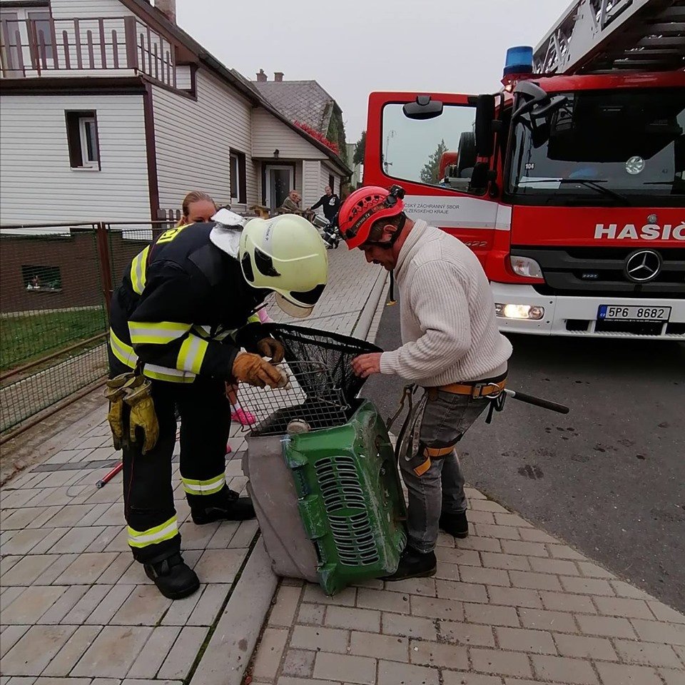 Mýval skončil v odchytové bedně.