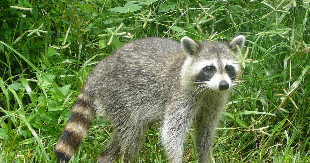 NP Podyjí: Una sorpresa desagradable para los clientes, descubrieron un mapache