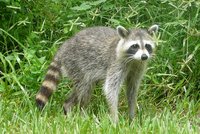 Ochranáři se nenudí, loví mývala: Skůdce se potlouká Podyjím