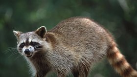 Mýval žije díky své přizpůsobivosti i ve městě, kde je často považován za vážného škůdce.