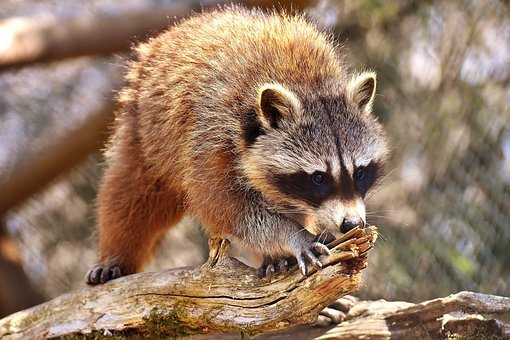 Mýval dokáže denně ujít až padesát kilometrů. Jde o neuvěřitelně přizpůsobivé a vytrvalé zvíře.