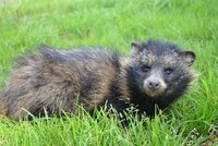 Lidé se zbavují živých dárku za vysvědčení! V útulku skončil i vyhozený mývalovec