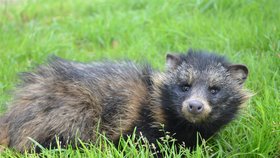 Nechtěný fešák: Teprve jeden a půl měsíční mládě mývalovce skončilo na sklonku prázdnin v útulku