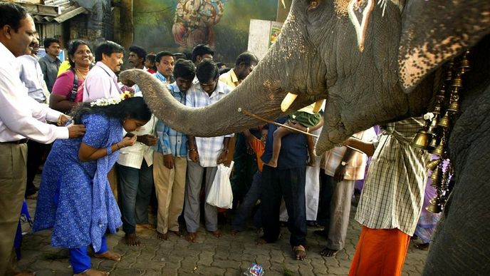 Na mnoha místech Indie se chrámoví sloni účastní náboženských slavností a festivalů. (Foto: Profimedia)
