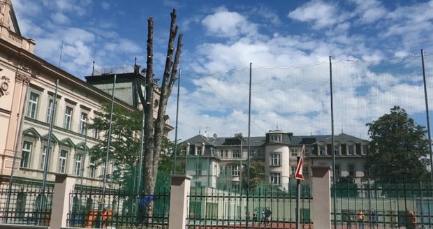 Kácení stromu na Smetance, 24. července 2020.