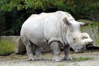 V zoo ve Dvoře Králové uhynul vzácný nosorožec. Zbývají jen čtyři na světě