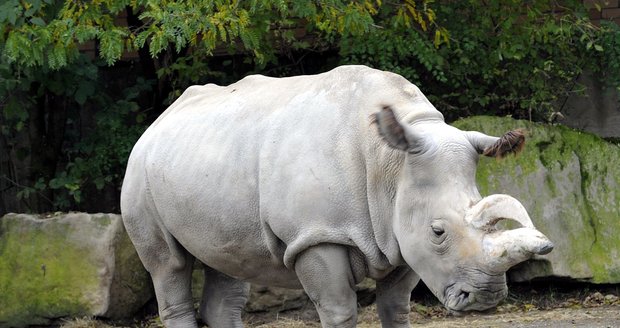 V královédvorské zoo uhynula samice nosorožce Nabiré (na archivním snímku z 15. října 2012), která byla jedním z posledních severních bílých nosorožců na světě. Příčinou smrti byla prasklá cysta.