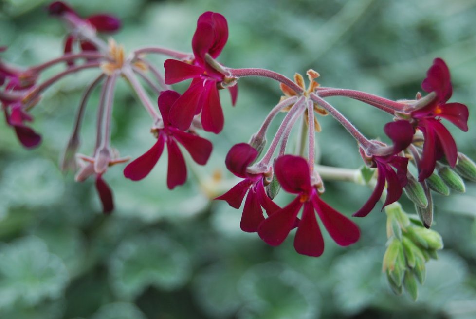 Rostlina Pelargonium sidoides