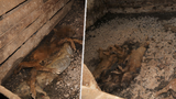 Otřesné týrání na Lounsku. Přes 700 prasat uhynulo žízní, veterináři povolali policii