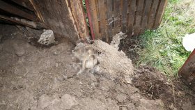 Policisté a veterináři našli v hospodářství v obci na Náchodsku přes 70 uhynulých zvířat. Šlo o prasata a ovce.