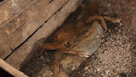 Policisté a veterináři našli v hospodářství v obci na Náchodsku přes 70 uhynulých zvířat. Šlo o prasata a ovce.