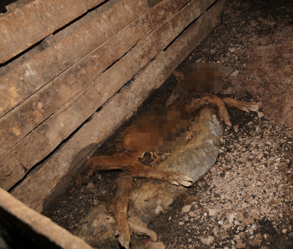 Policisté a veterináři našli v hospodářství v obci na Náchodsku přes 70 uhynulých zvířat. Šlo o prasata a ovce.